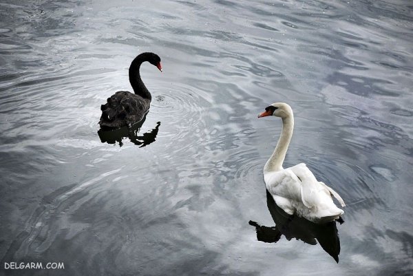  عکس قو برای پروفایل