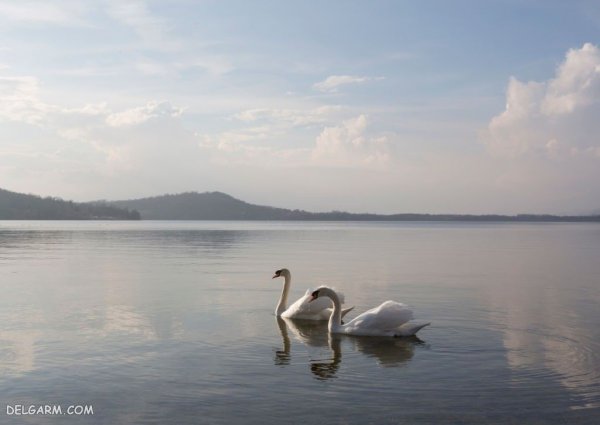  عکس قو برای پروفایل