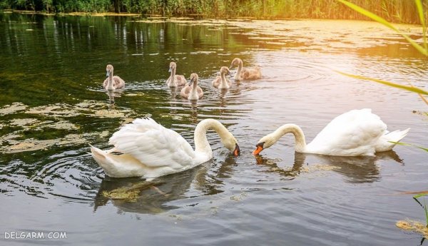  عکس قو برای پروفایل