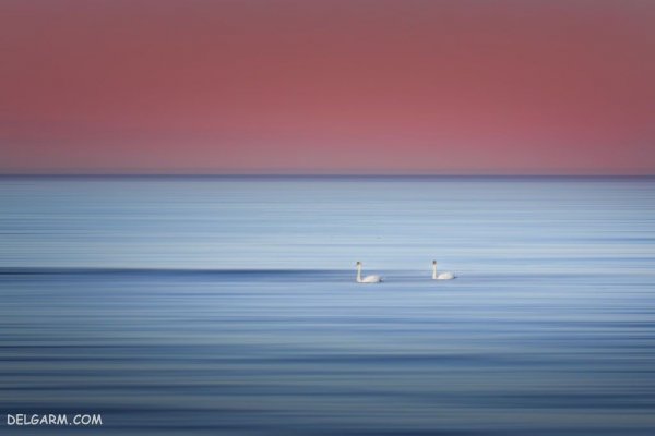  عکس قو برای پروفایل