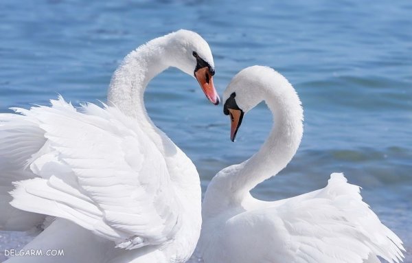  عکس قو برای پروفایل