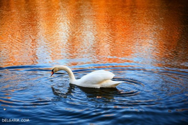  عکس قو برای پروفایل