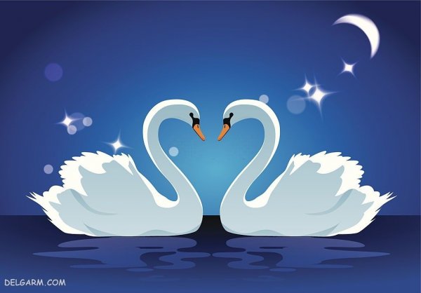  عکس قو برای پروفایل