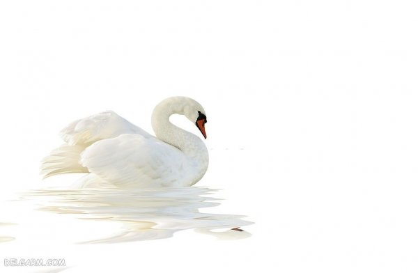  عکس قو برای پروفایل