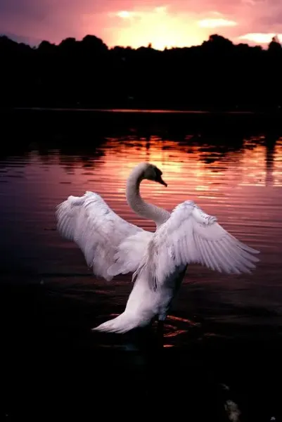  عکس قو واقعی