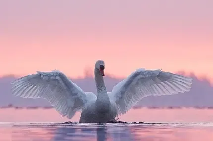  عکس قو واقعی