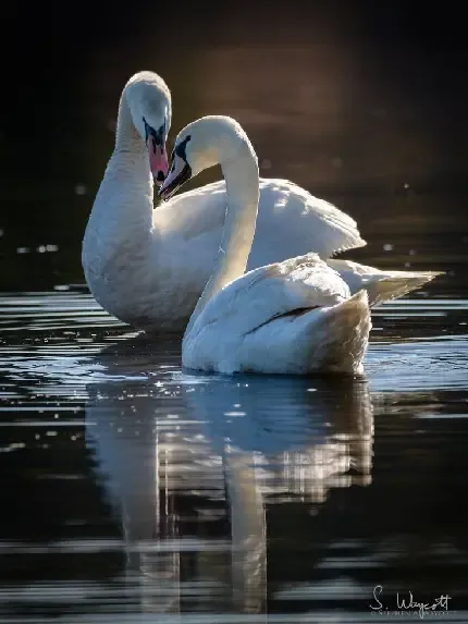  عکس قو واقعی