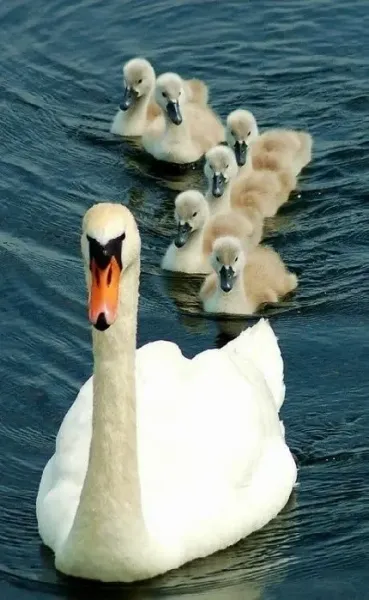  عکس قو واقعی