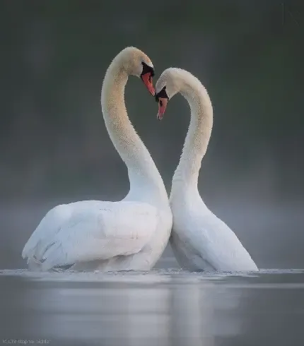  عکس قو واقعی