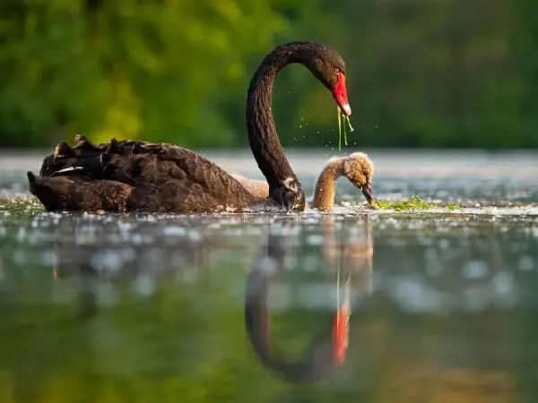  عکس قوهاي عاشق