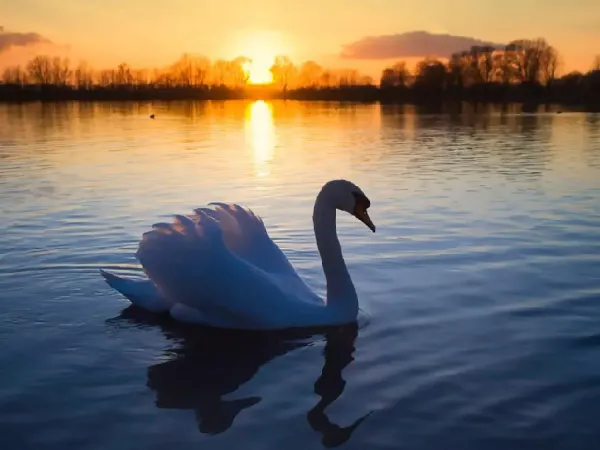  عکس قو در طبیعت