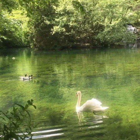 عکس قو غمگین