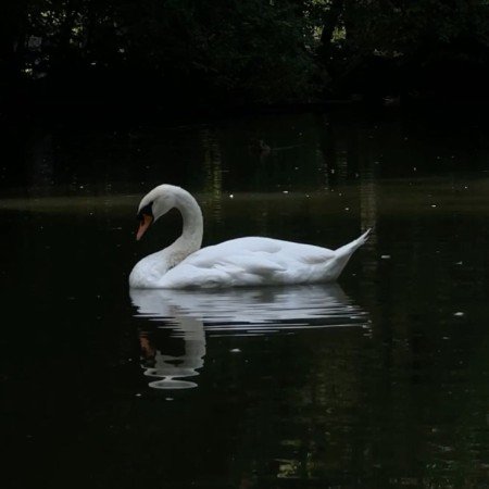  عکس قو غمگین