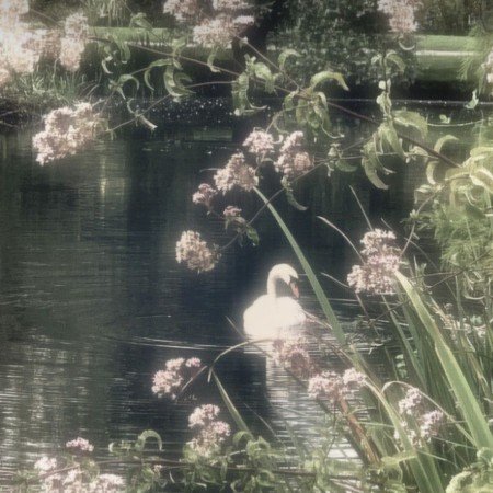  عکس قو غمگین