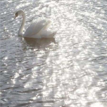  عکس قو غمگین