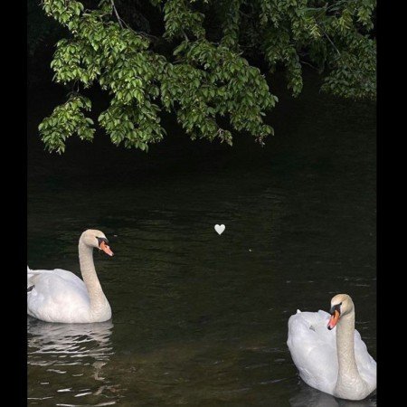  عکس قو غمگین