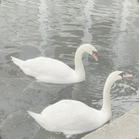  عکس قو غمگین