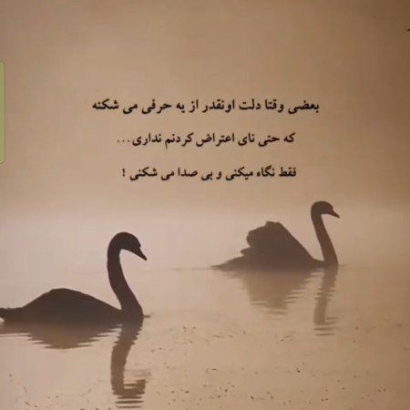  عکس قو غمگین