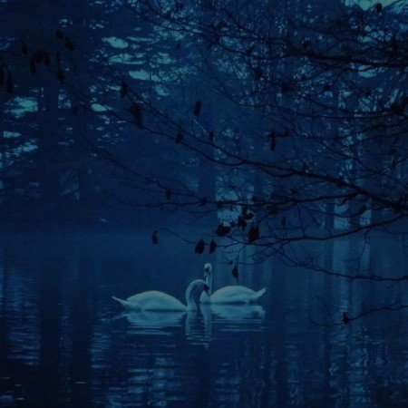  عکس قو غمگین