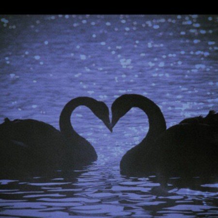  عکس قو غمگین