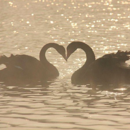  عکس قو غمگین