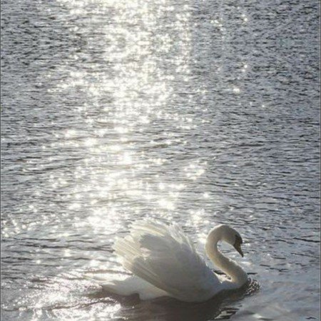  عکس قو غمگین