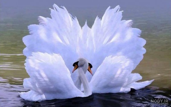  عکس قو فانتزی