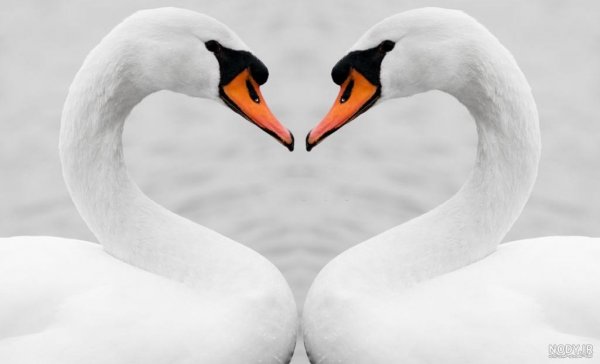  عکس قو فانتزی