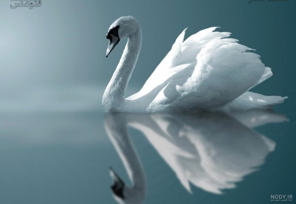  عکس قو فانتزی