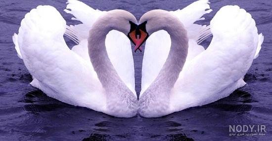  عکس قو فانتزی