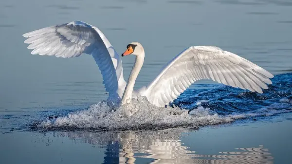 عکس قو صورتی