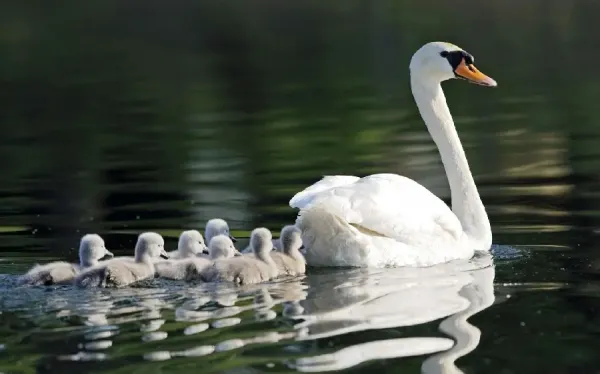  قوهاي عاشق عکس قو برای پروفایل