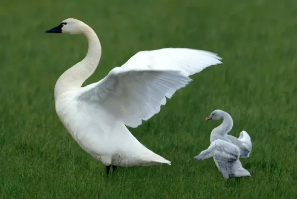  قوهاي عاشق عکس قو برای پروفایل