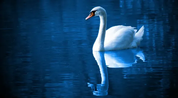  قوهاي عاشق عکس قو برای پروفایل