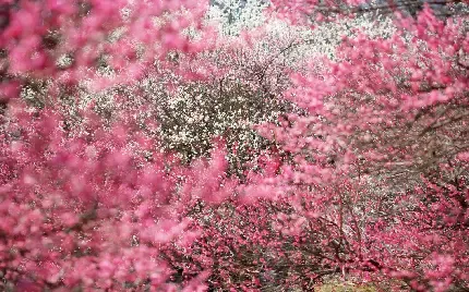  عکس گل و شکوفه سفید و صورتی