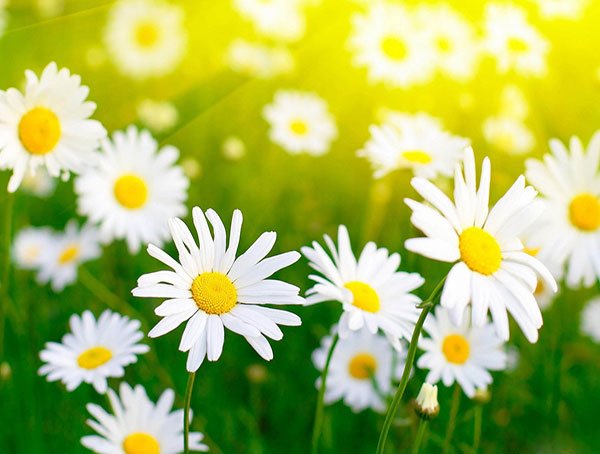  عکس منظره بهاری با کیفیت بالا