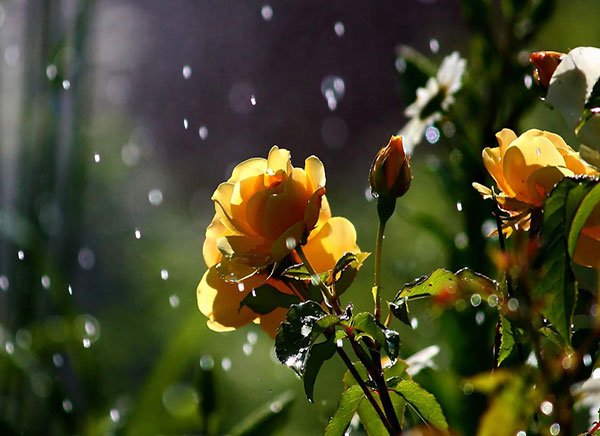  عکس منظره بهاری با کیفیت بالا