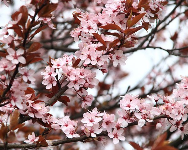  عکس منظره بهاری با کیفیت بالا