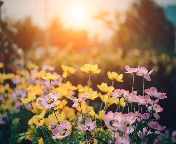  عکس منظره بهاری با کیفیت بالا