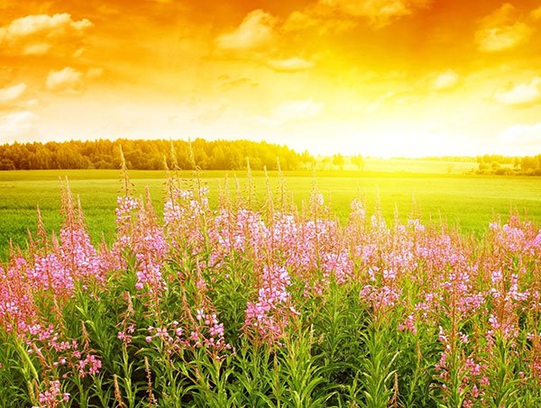  عکس منظره بهاری با کیفیت بالا