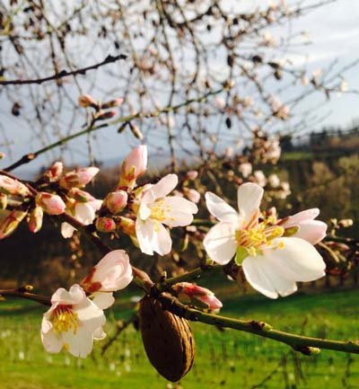 عکس زیبا و رویایی شکوفه های بهاری