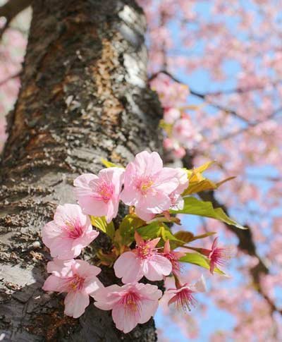  عکس زیبا و رویایی شکوفه های بهاری