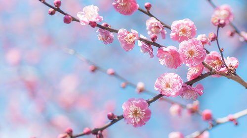  عکس زیبا و رویایی شکوفه های بهاری