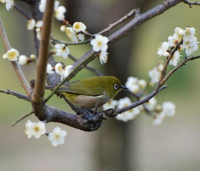  عکس زیبا و رویایی شکوفه های بهاری