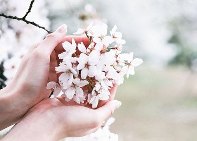  عکس زیبا و رویایی شکوفه های بهاری