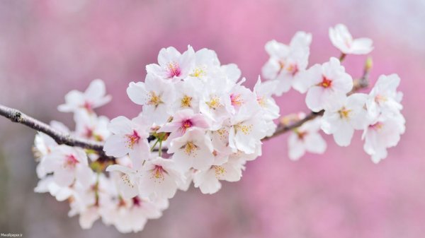  تصویر زمینه طبیعت بهاری