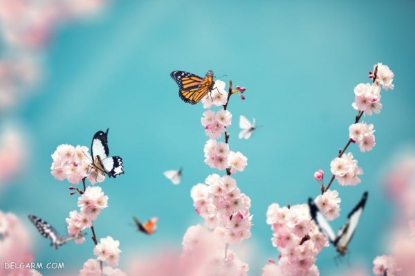  عکس زیبا و خاص شکوفه در فصل دل انگیز بهار