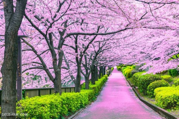  عکس زیبا شکوفه های بهاری بر روی شاخه