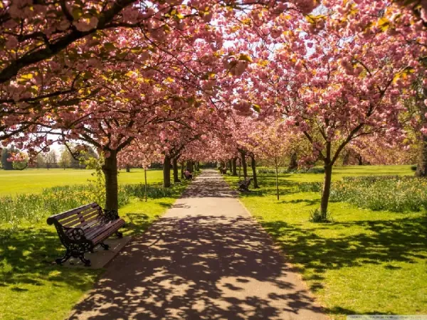 عکس قشنگ طبیعت بهاری برای پس زمینه