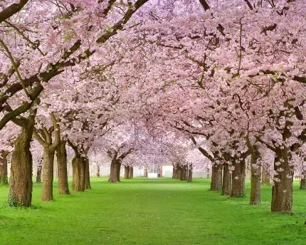  عکس شکوفه بهاری برای اینستاگرام